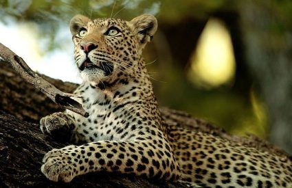 Where to go in Africa in November, December and January
