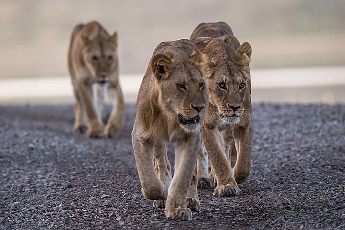 Lions on hunt in Serengeti