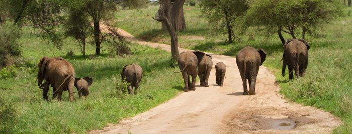 Cedarberg Travel | East African Exploration to Kenya & Tanzania
