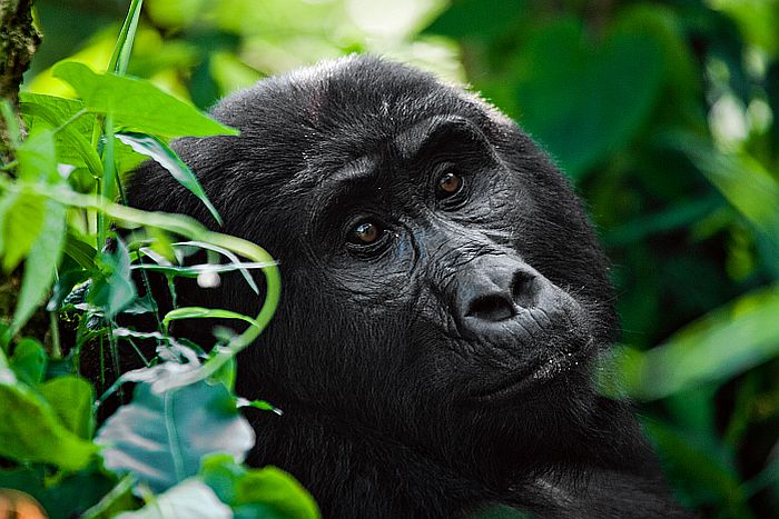 Bwindi Mountain Gorilla