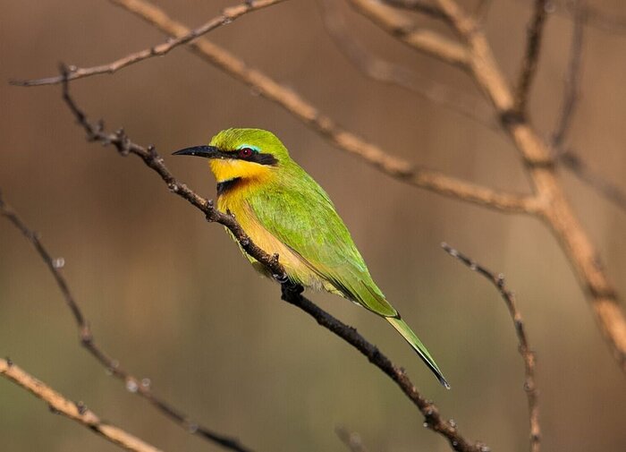 Cedarberg Travel | Nanzhila Plains Safari Camp