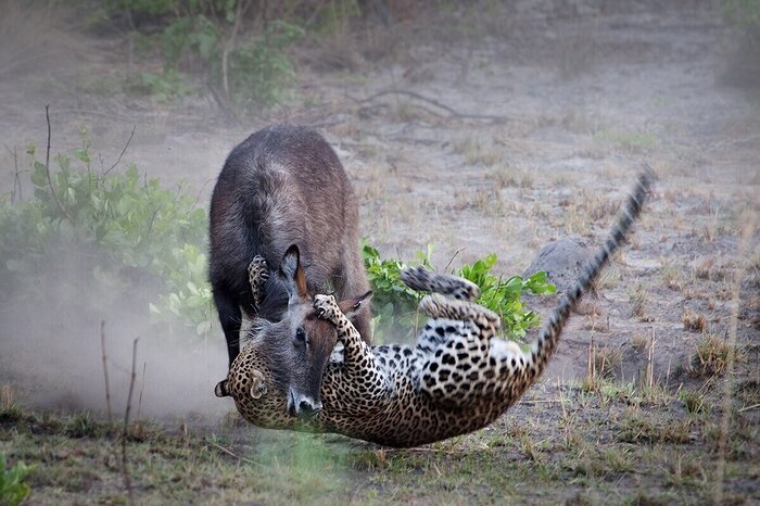 Cedarberg Travel | Nanzhila Plains Safari Camp