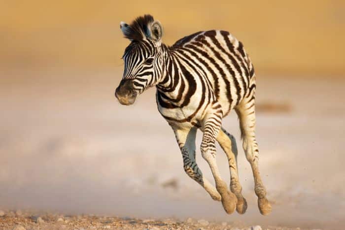 Etosha-baby-zebra-running-Namibia