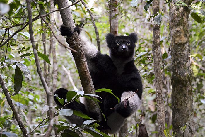 Top attractions of Madagascar - Indri indri