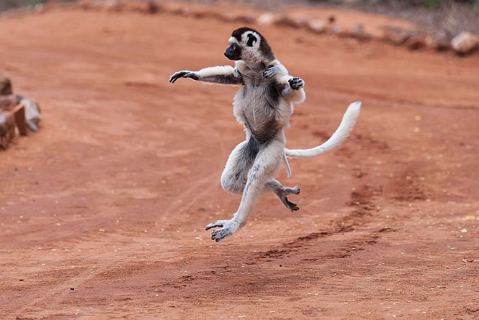 Madagascar attractions, a Lemur in Madagascar