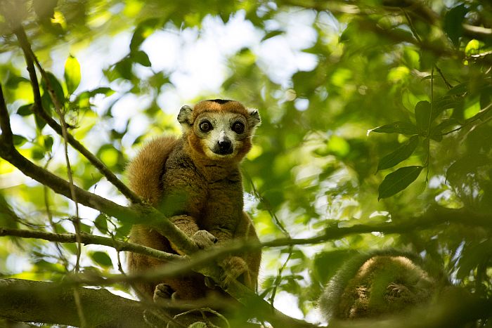 Madagascar attractions, a Lemur sitting in a tree in Madagascar