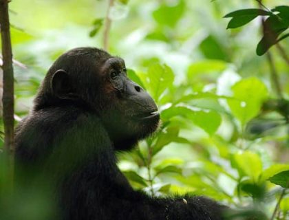 Mahale Chimpanzee trekking