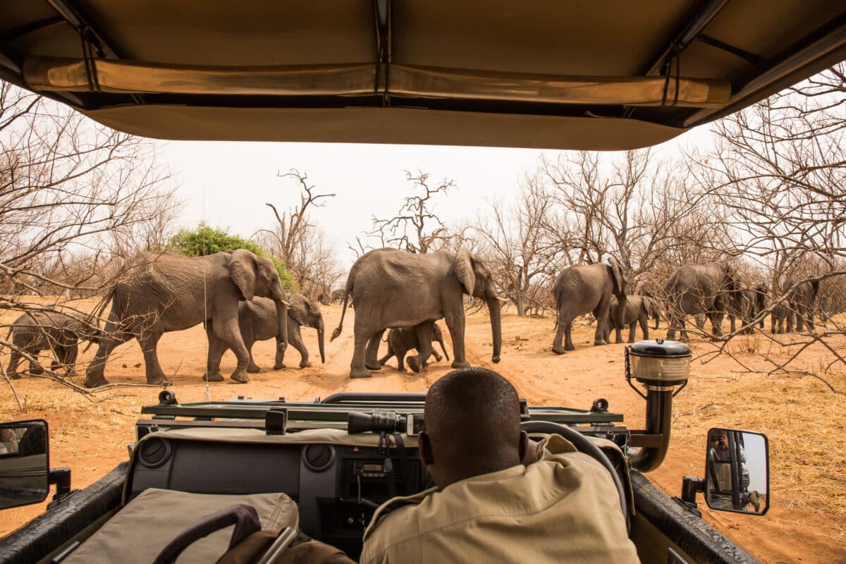 Cedarberg-Africa-Chobe-NP-elephant