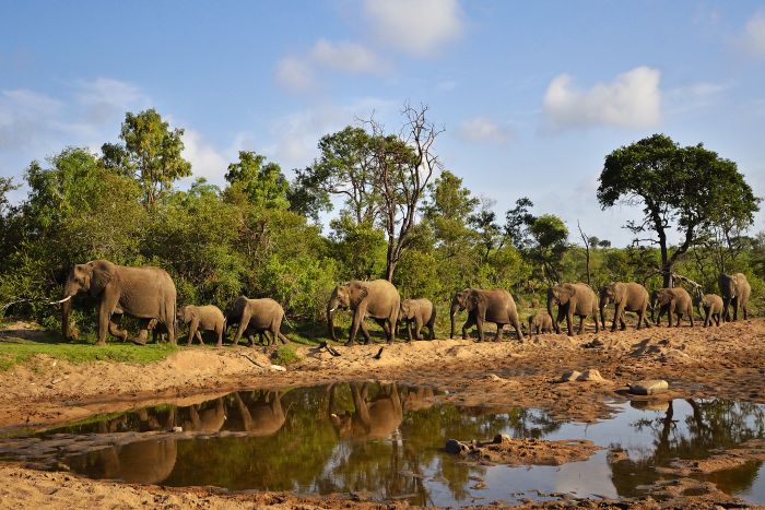 Kruger-elephant-SS-288706730-700