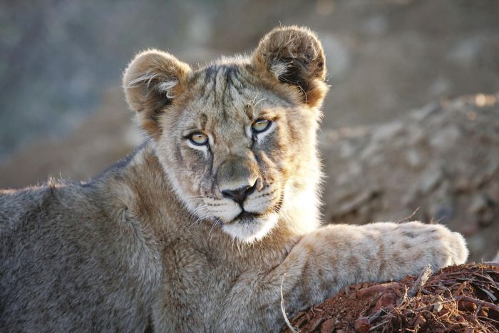 Cedarberg-Africa-Madikwe-Tuningi-wildlife-cub-700.jpg