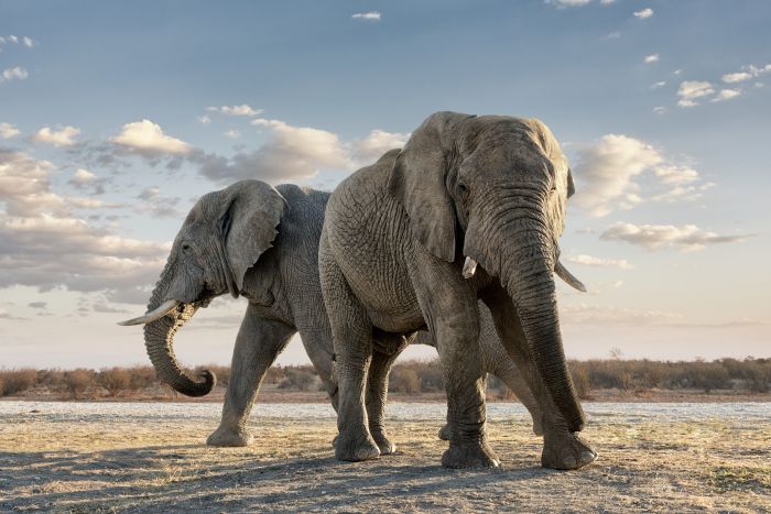 Madikwe-dramatic-elephant-SS-429164866 700