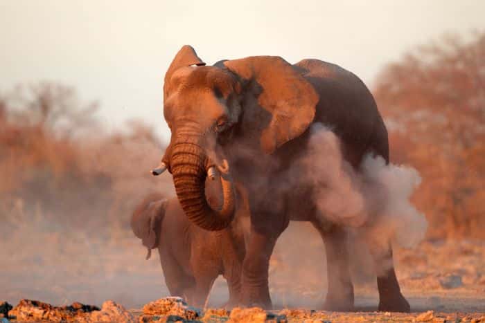 Etosha-African-elephant-700.jpg