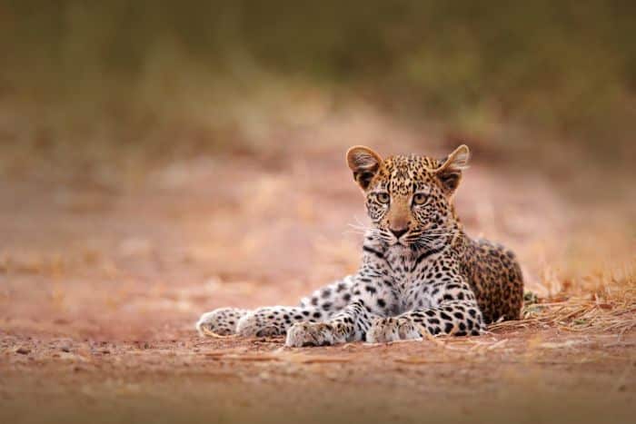 Hwange-leopard-cub-zimbabwe-SS-700
