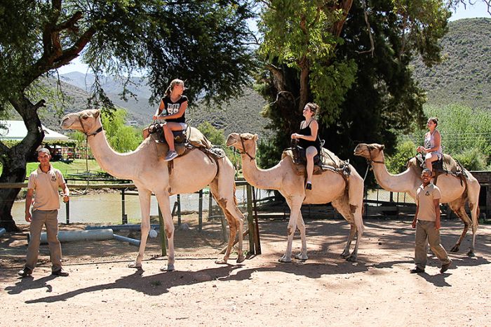 cedarberg-africa-garden-route-experiences-wilgewandel-camel-rides-700