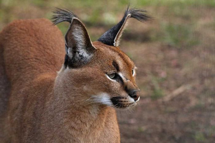 Cedarberg_Africa_Tenikwa-Wildlife_Centre