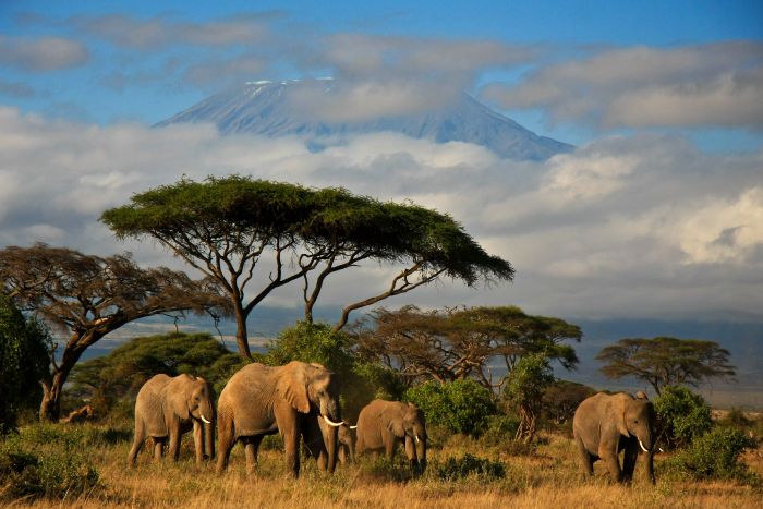 Cedarberg-Africa-Kenya-Amboseli-elephant-herd-Mt-Kilimnajaro