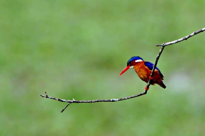 Cedarberg-Africa-Kenya-Ol-pejeta-kingfisher-birding-kenya