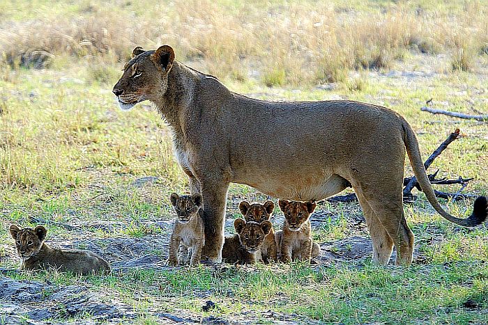 Zimbabwe-generic-Lioness-and-cubs-700
