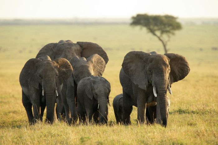 elephant_pepper_camp_-_wildlife_-_elephant_cmichael_poliza-4-700