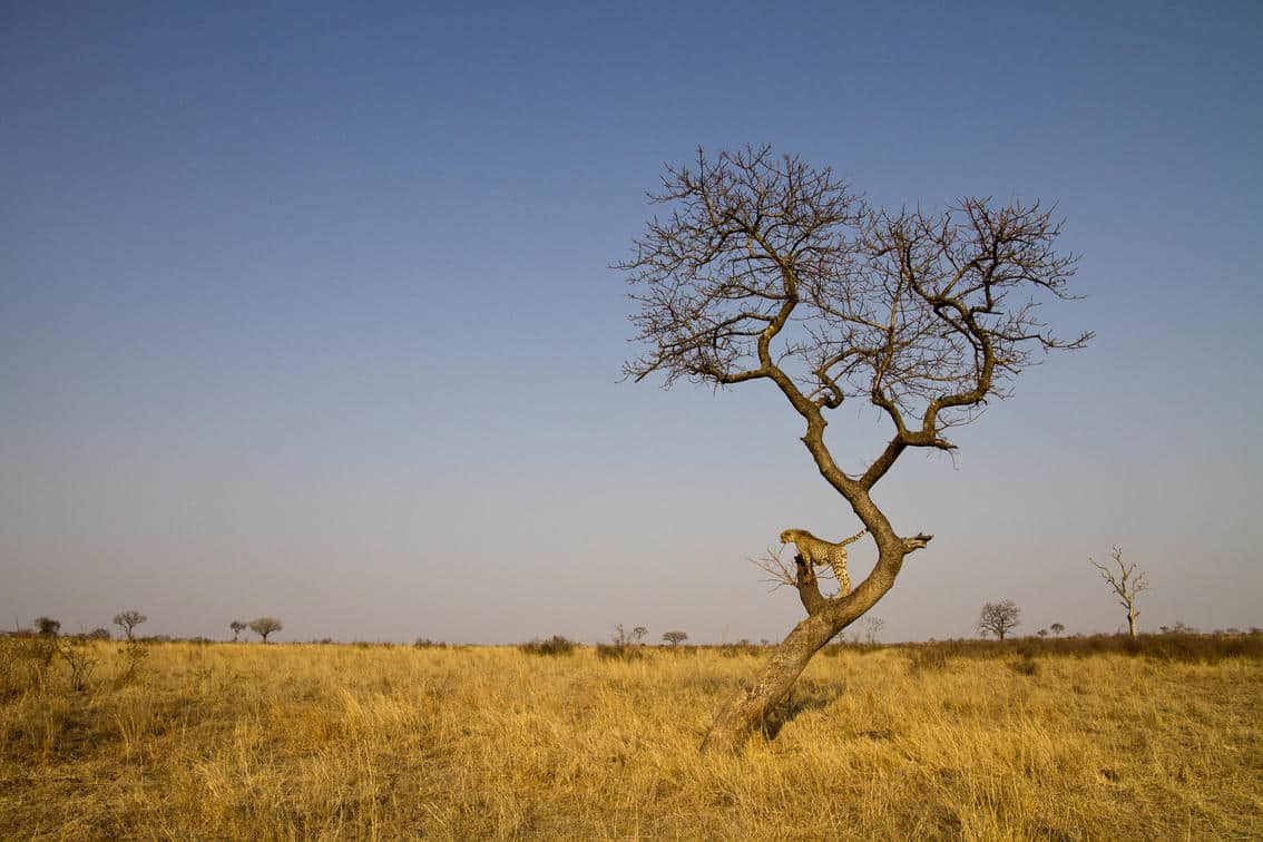Cedarberg_Africa_londolozi_cheetha_in_tree