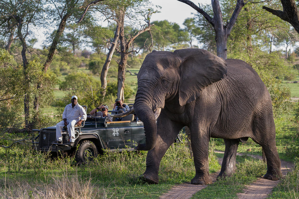 Cedarberg_Africa_londolozi_elephant_bull