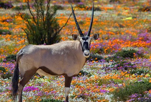 Top 20 Things to do with Children in Cape Town (Part 2)
