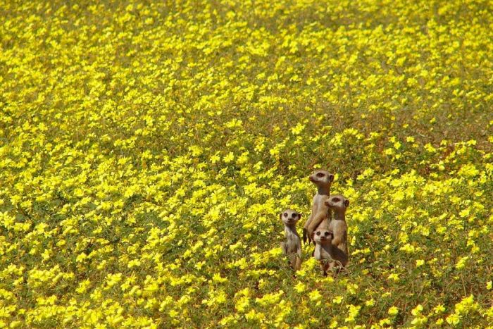 Karoo-Tswalu-daisy-meerkats-700