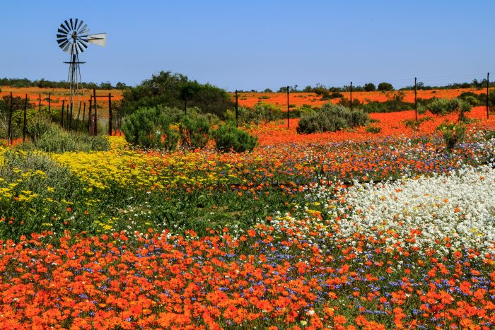 namaqualand flower tours from johannesburg