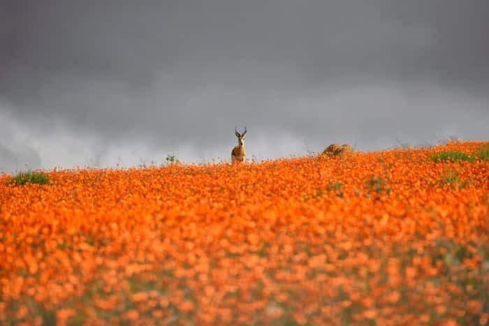 Namaqualand-flowers-SS-700