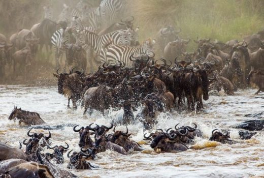 The cost of a safari in Kenya in 2025?