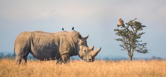 Cedarberg Travel | Porini Rhino Camp
