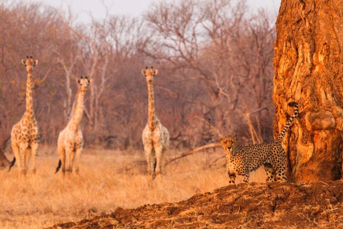 Cedarberg Travel | Zambezi Sands River Camp
