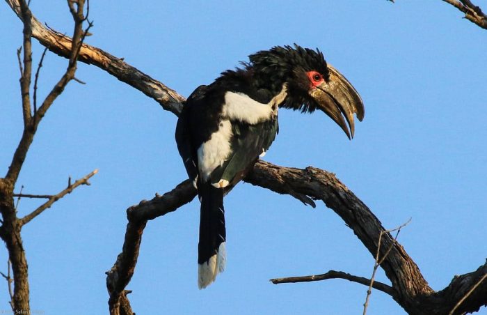 Cedarberg Travel | Zambezi Sands River Camp