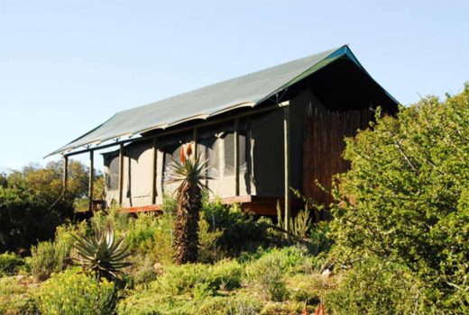 Buffelsdrift Game Lodge