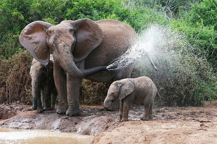 Elephants in Addo elphant park safaris