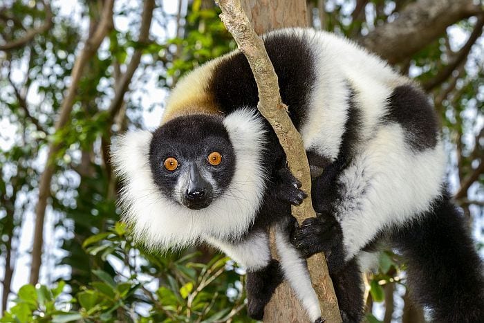 Lemurs in Madagascar, eastern highlands and ile sainte marie tour