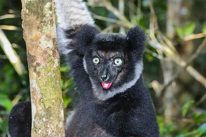 Cedarberg Travel | Madagascar Lemurs & Beach