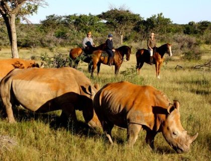 ants-nest-riding-safaris-new