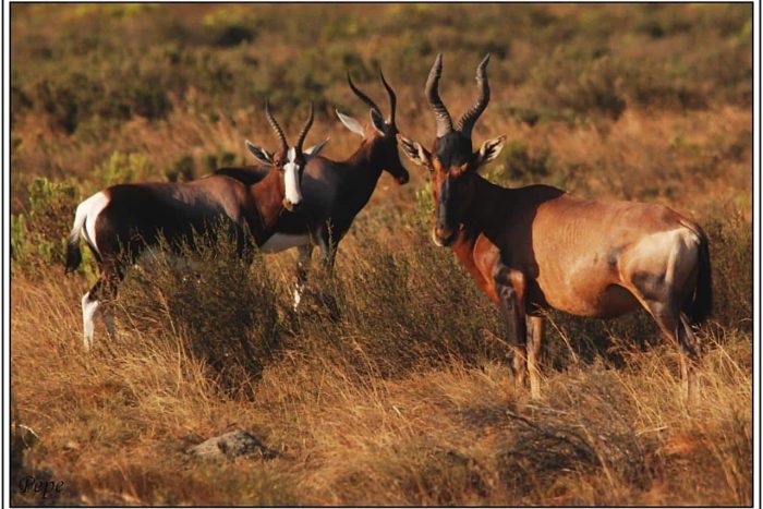 Cedarberg Travel | Bartholomeus Klip Farmhouse