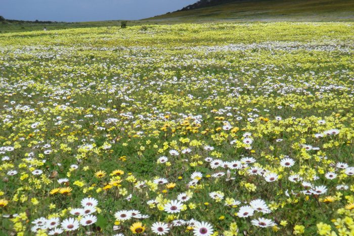 Cedarberg Travel | Bushmans Kloof Wilderness Reserve
