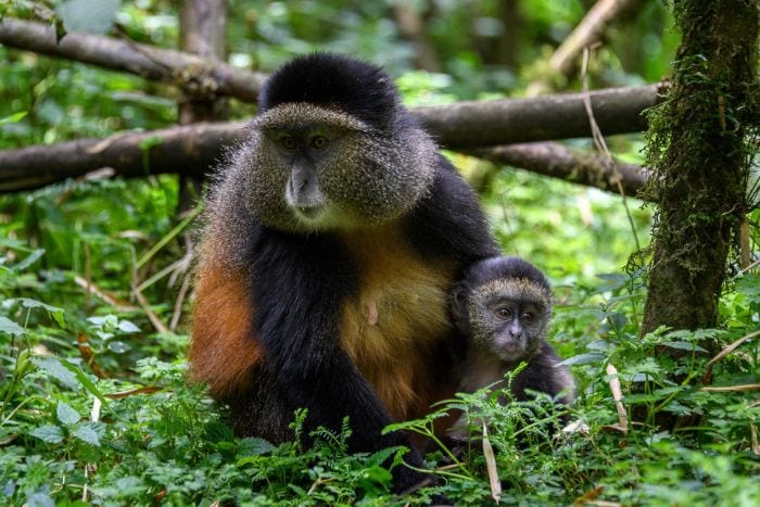 Bisate-Lodge-wildlife-golden-monkey-and-baby