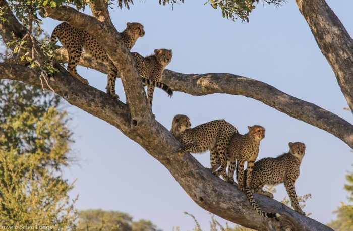 Cedarberg Travel | Bomani Tented Lodge