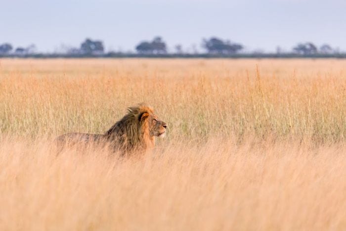 Okavango Expeditions-Botswana Camping Safari-cedarberg-Africa-142