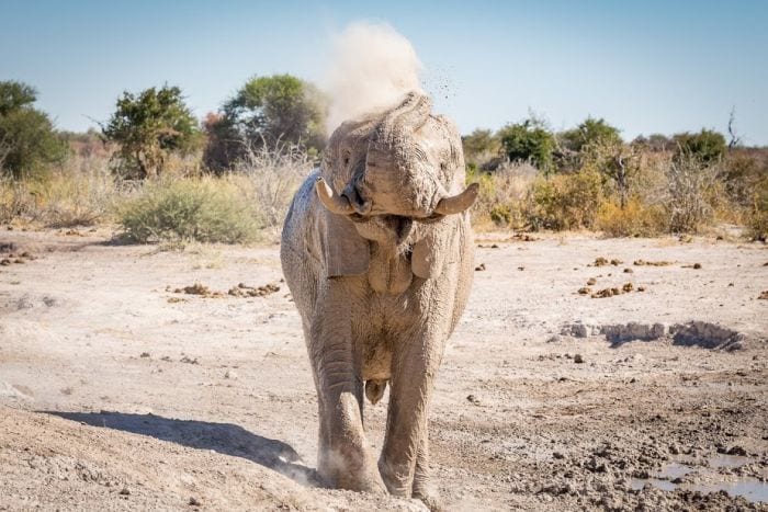 Okavango Expeditions-Botswana Camping Safari-cedarberg-Africa-315