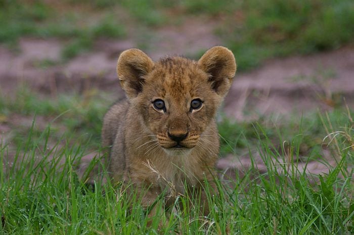 Botswana green season safaris