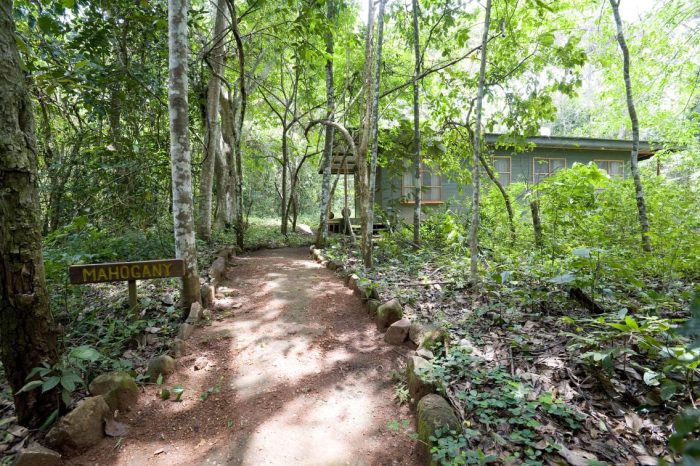 Cedarberg Travel | Budongo Eco Lodge