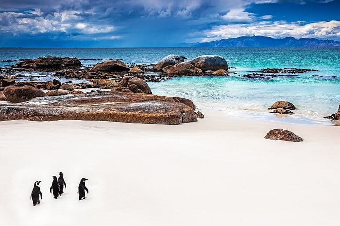 Cape-Town-Cape-Peninsula-Boulders-Beach-penguins-BS63690337