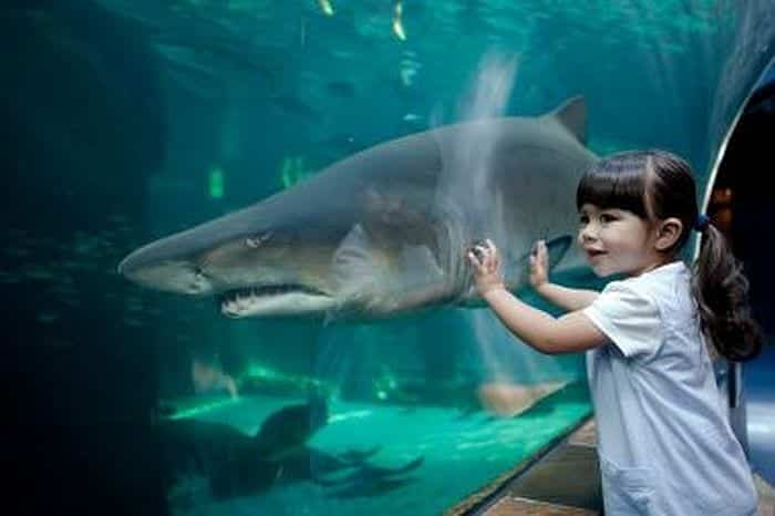 Things to do with kids in Cape Town - Aquarium