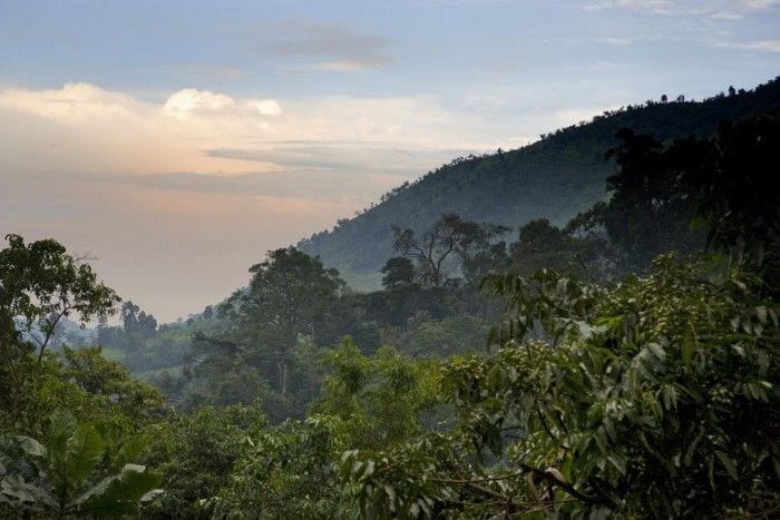 safaris in Bwindi impenetrable forest