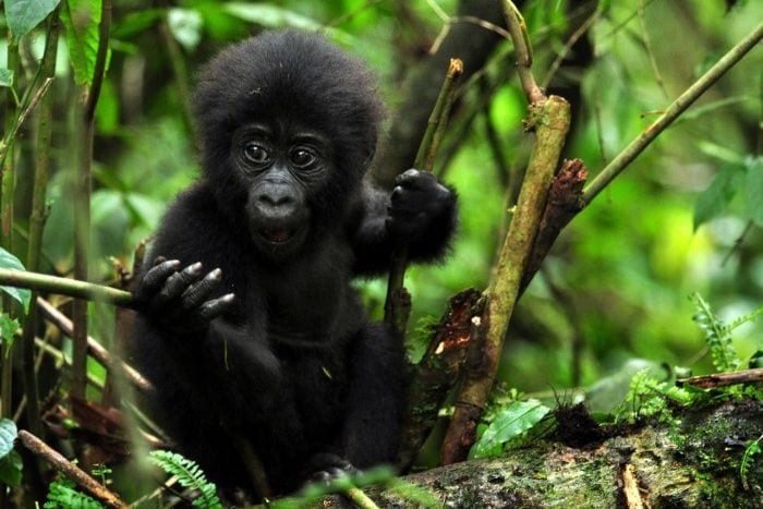 gorilla tracking in uganda, uganda gorilla trekking, safaris in bwindi